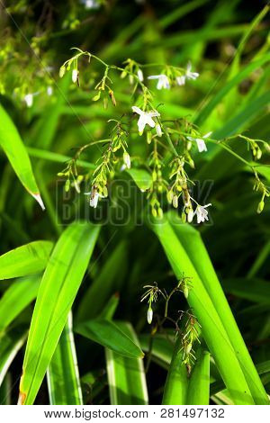 South Florida Tiny White Flowers With Long Spider Green And White Leaves . South Florida Green Folla