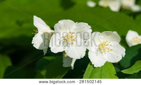 White Flowers On Mock-orange Shrub With Bokeh Background, Macro, Selective Focus, Shallow Dof