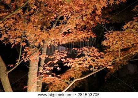 A Eikando Temple Night Of Fall Season