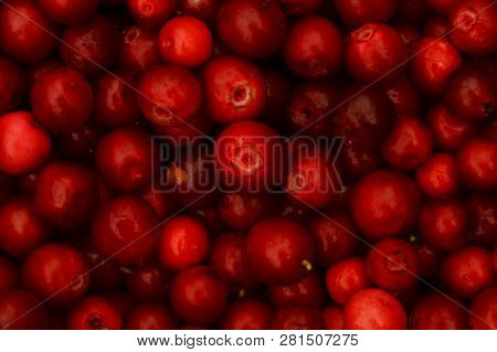 Berries Of Ripe Bright Red Fresh Lingonberry Fruit Of The Summer Forest Harvest