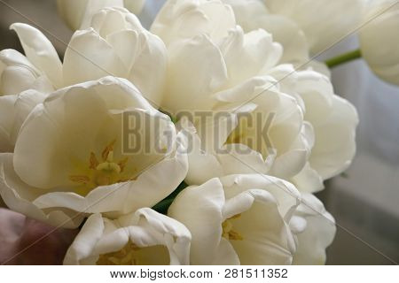 Bouqet Of White Tulips, Spring Beaytiful Flowers.
