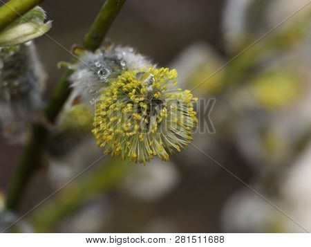 Early Spring Flowering Male Catkins (pussy Willow, Grey Willow, Goat Willow). Branches With Expanded