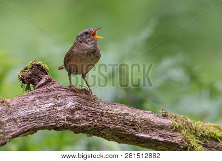 Loud Singing Of Eurasian Wren Perched On Old Mossy Stump