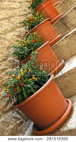 Pots With Ornamental Nightshade On The Stairs.