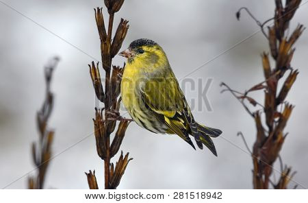 Male Eurasian Siskin Posing With Curvy Tail On Primrose Plant In Winter