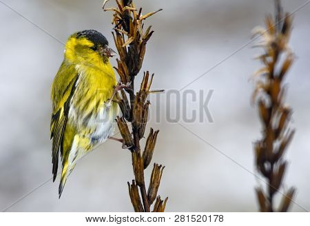 Adult Male Eurasian Siskin Sits On Dry Grass Extracting Seed With Its Beak