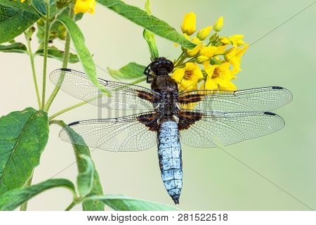 Broad-bodied Chaser (libellula Depressa) On The Inflorescence