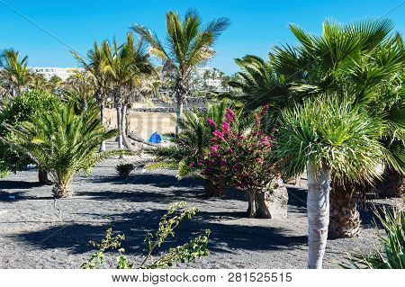 Golden Sand Beach In Las Cucharas, Lanzarote, Canary Islands. View Of The Sea, Coast, Palm Trees, Se