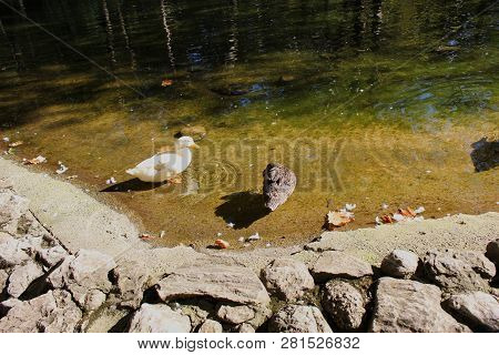 Ducks And Geese At The Agios Nikolaos Park Naousa Greece