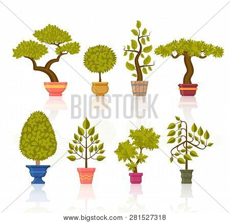 Bonsai Tree Set. Decorative Plants In Flower Pots