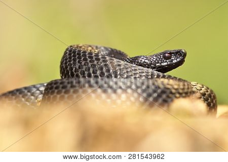 Vipera Nikolskii In Natural Habitat; This Is A Large Black And Poisonous European Snake