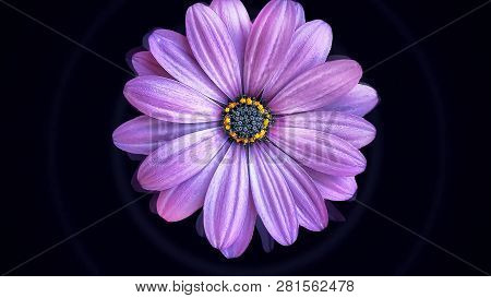 Animation Of Moving Flower Bud. Large Bud Of Beautiful Realistic Flower Floats On Black Background R
