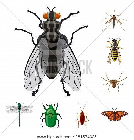 Vector Design Of Insect And Fly Sign. Set Of Insect And Element Stock Vector Illustration.