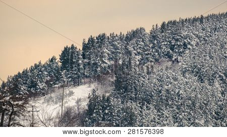 Snow-covered Taiga On The Slopes Of Mount