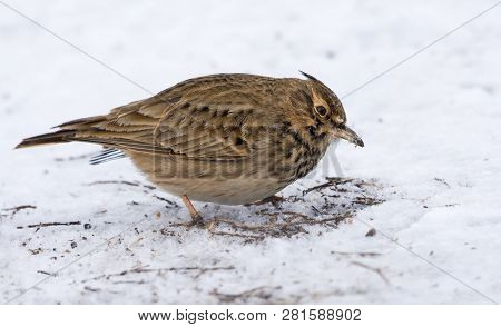 Crested Lark Searches For Food On Snow Covered Land In Winter