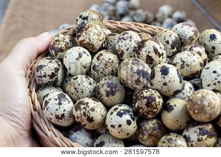 Woman's Hand Holding Quail Eggs A Lot Of In Basket And Heap Shell Quail Eggs On Wood Background, It 
