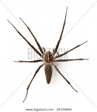 보육 웹 스파이더, Pisaura mirabillis 흰색 배경 앞
