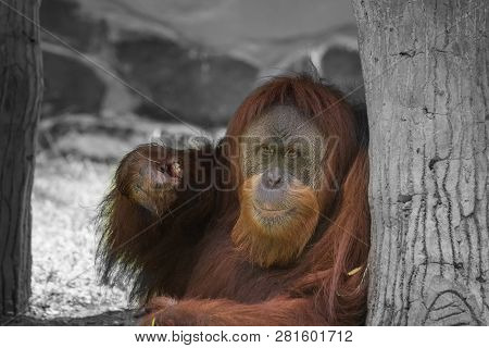 A Sumatran Orang Utan Enjoying Her Food