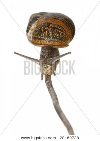 Haven sneglen, Helix aspersa, foran hvid baggrund