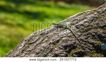 Lizard Walking On A Tree Trunk In Nature Of The Portugal