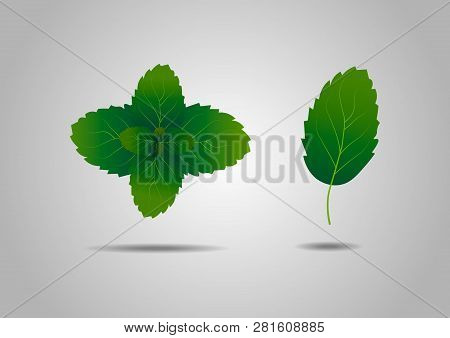 Herb Element. Summer Fresh Green Mint Leaves