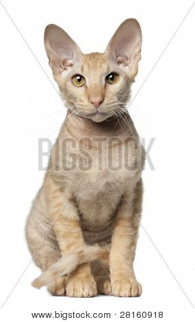 Gato de Peterbald, na frente de fundo branco