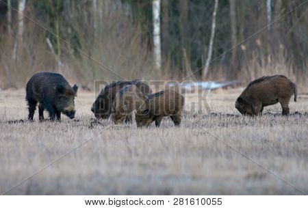Group Of Wild Boars In Search Of Food On Open Space Field In Early Spring