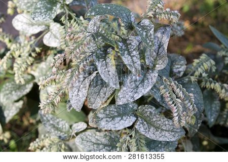 Powdery Mildew Caused By Golovinomyces Asperifoliorum On Green Leaves Of Prickly Comfrey Or Symphytu