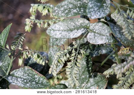 Powdery Mildew Caused By Golovinomyces Asperifoliorum On Green Leaves Of Prickly Comfrey Or Symphytu
