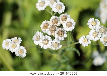 White Flowers Of Achillea Ptarmica Or European Pellitory