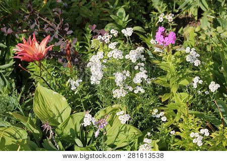 White Flowers Of Achillea Ptarmica Or European Pellitory In Garden