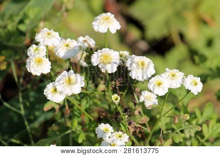 White Double Flowers Of Achillea Ptarmica Or European Pellitory In Garden