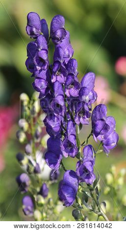 Flowering Aconite Or Aconitum Napellus With Blue Flowers In Garden