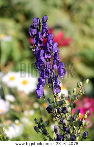 Flowering Aconite Or Aconitum Napellus With Blue Flowers In Garden