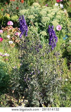 Aconite Or Aconitum Napellus With Blue Flowers. General View Of Flowering Plant On Flowerbed