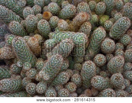 Mammillaria Elongata, Aka Gold Lace Cactus And Ladyfinger Cactus, A Species Of Flowering Plant In Th