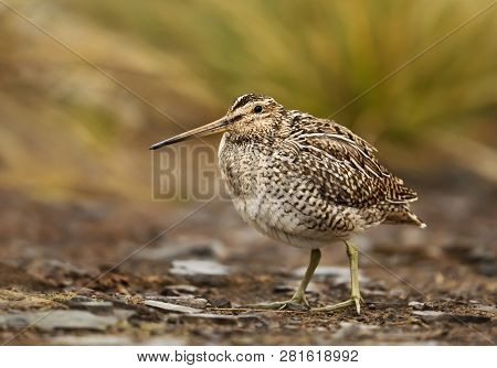 Close Up Of A South American Snipe In Wetlands