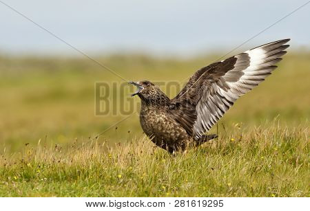 Close-up Of A Great Skua (stercorarius Skua) Bonxie Displaying, Noss, Shetland, Uk.