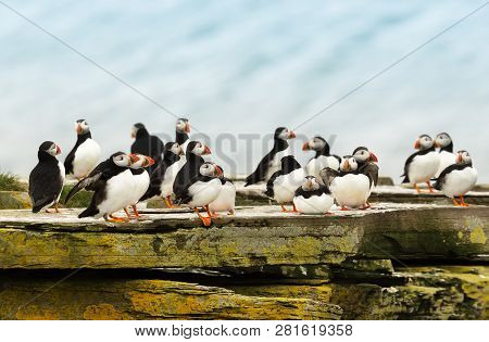 Close Up Of A Group Of Atlantic Puffins On A Rock On Shores Of Noss Island, Shetland, Uk.