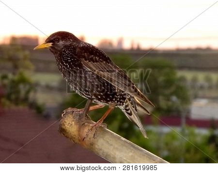 Starling Bird Sits On The Roofs Of Houses