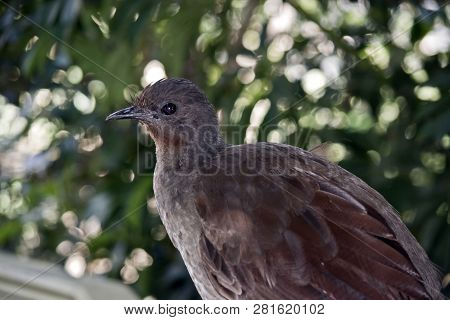 This Is A Close Up Of A Lyre Bird Side View