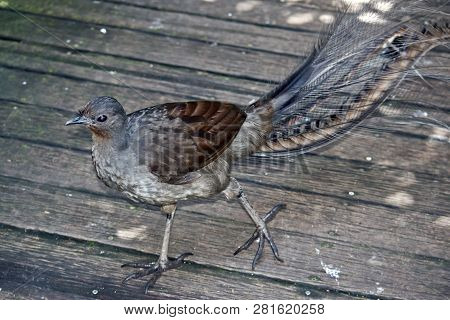 The Lyre Bird Is Walking On A Wooden Platform With His Feathers Being Displayed