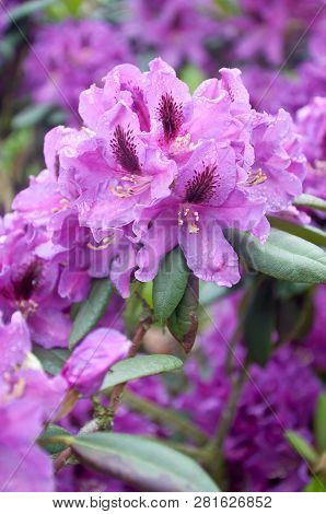Closeup Photo Of A Beautiful Pink Pink Rhododendron