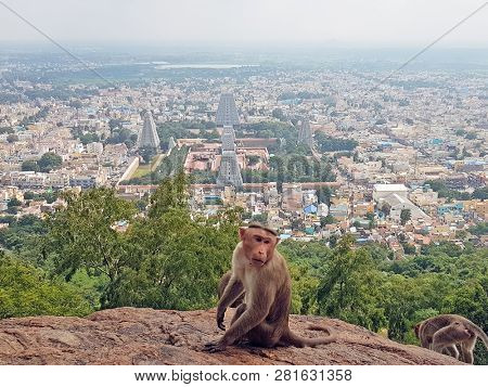 Aerial from the temple in Tiruvanamalai in India