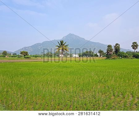 The holy mountain Arunachala, the oldest mountain on earth in Tiruvanamalai India