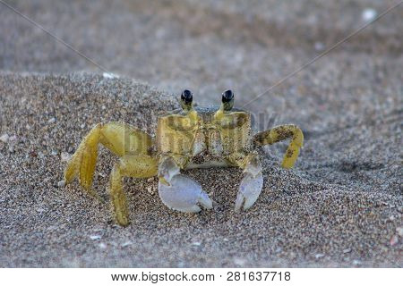 Atlantic Ghost Crab (ocypode Quadrata) On Treasure Beach, Jamaica