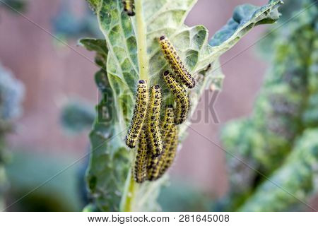 The Caterpillar Larvae Of The Cabbage White Butterfly Eating The Leaves Of A Cabbage