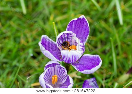 Close Up Of A Bumblebee Inside A Purple Striped Pickwick Crocus Flower