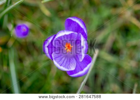 Purple Blooming Striped Pickwick Crocus Flower From Above
