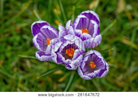 Blooming Striped Pickwick Crocus Flowers Against A Green Background
